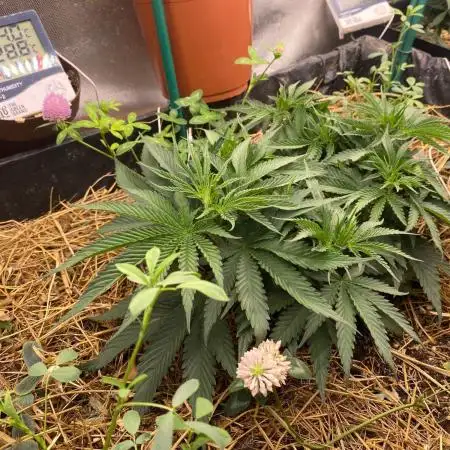 XXX #20 x End Game #5 · No-Till ScrOG