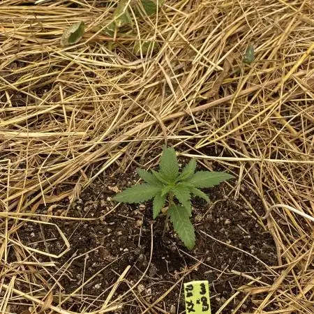 XXX #20 x End Game #5 · No-Till ScrOG