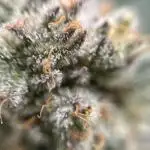 Grow 1