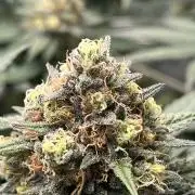 California demon - Solfire gardens 🔥