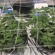 Can i get some purps