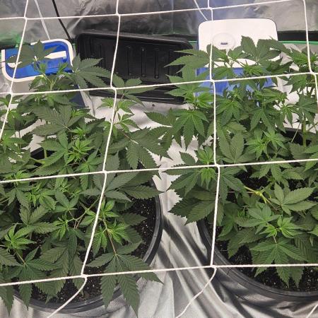 Can i get some purps