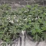 Can i get some purps