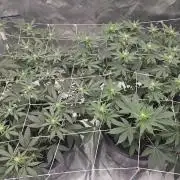 Can i get some purps