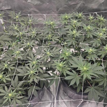 Can i get some purps