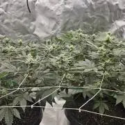 Can i get some purps