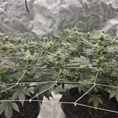 Can i get some purps