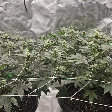 Can i get some purps