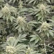 Can i get some purps