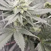 Can i get some purps