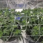 Can i get some purps