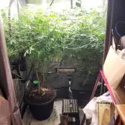 Smokey Joe's Grow