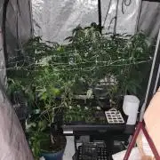 Smokey Joe's Grow