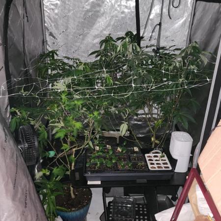 Smokey Joe's Grow