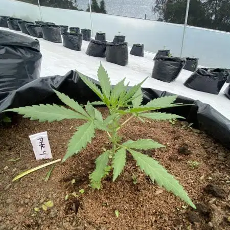 Fast Buds (11 strain) Greenhouse Run