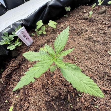 Fast Buds (11 strain) Greenhouse Run