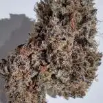 Growing Cookies 