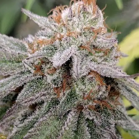 Ice Cream Cake Clones