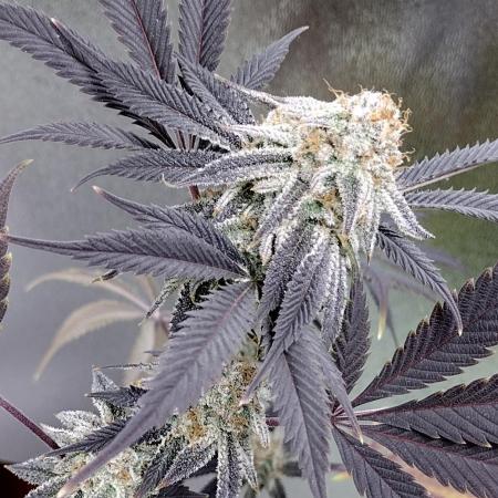 GAF Clones