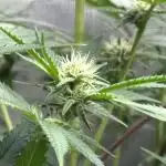 Lemon Cherry Gelato
