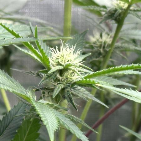 Lemon Cherry Gelato