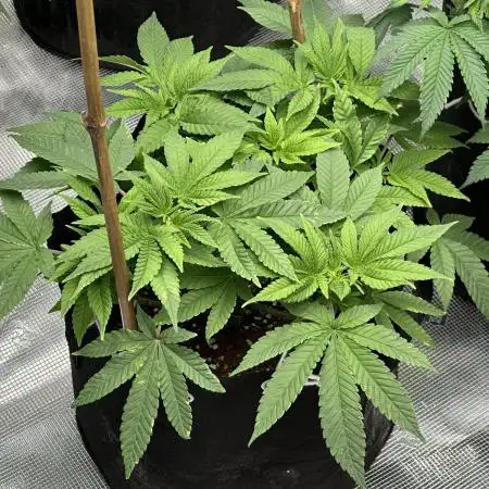 Zkittlez Cake x Chillz #8