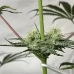 Star Punch 🥊 (Hybrid)