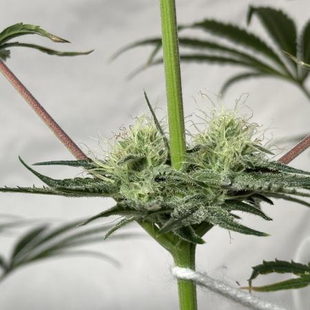 Star Punch 🥊 (Hybrid)