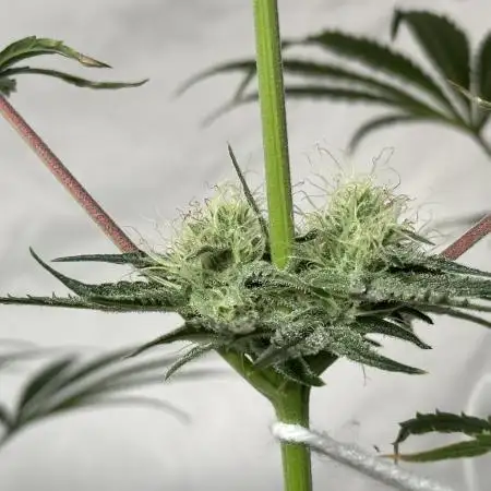 Star Punch 🥊 (Hybrid)