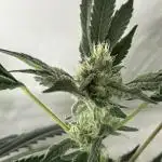 Zkittlez Cake x Chillz #8