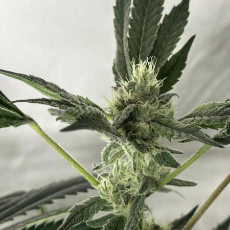 Zkittlez Cake x Chillz #8