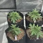 Lemon Cherry Gelato