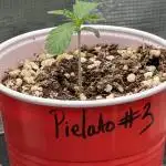 PieLato