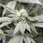 Zkittlez Cake x Chillz #8