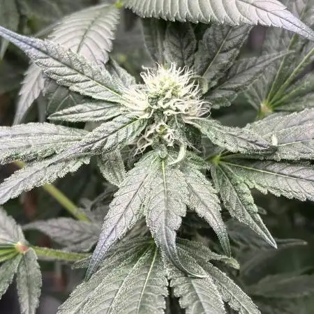 Zkittlez Cake x Chillz #8