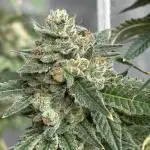Lemon Cherry Gelato