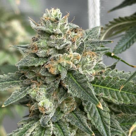 Lemon Cherry Gelato