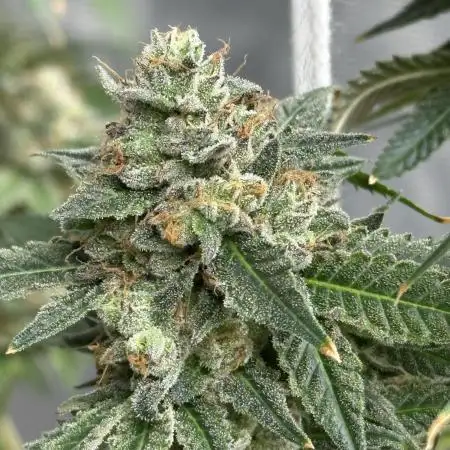 Lemon Cherry Gelato