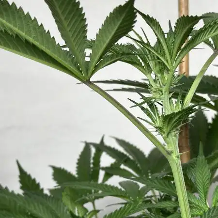 Zkittlez Cake x Chillz #8