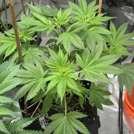 Zkittlez Cake x Chillz #8