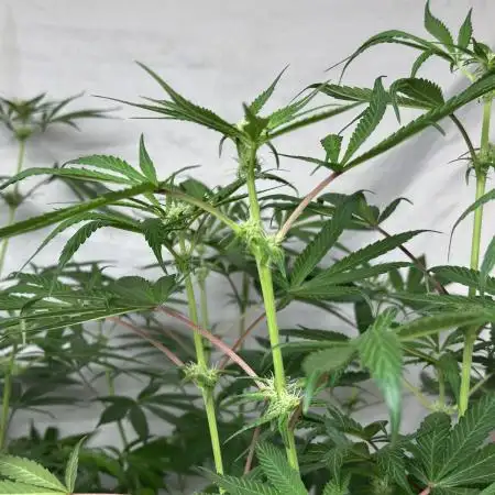 Star Punch 🥊 (Hybrid)