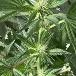 Zkittlez Cake x Chillz #8