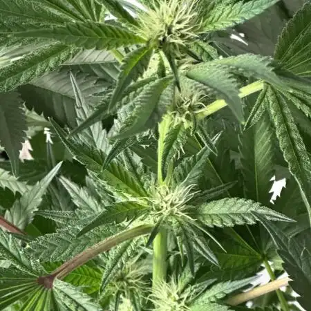 Zkittlez Cake x Chillz #8