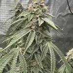 Lemon Cherry Gelato