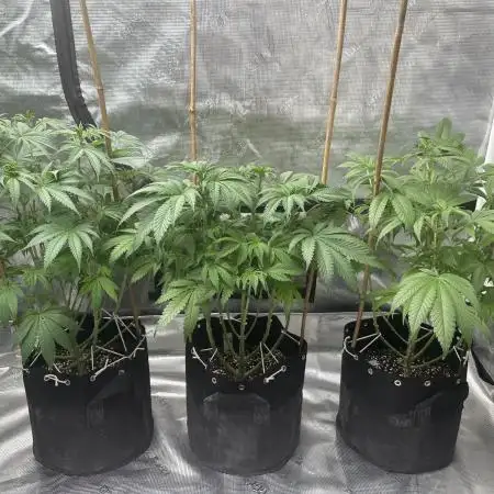 Zkittlez Cake x Chillz #8