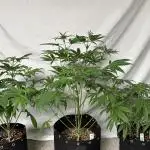 Star Punch 🥊 (Hybrid)