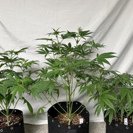 Star Punch 🥊 (Hybrid)