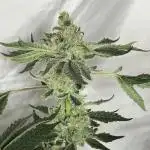 Zkittlez Cake x Chillz #8