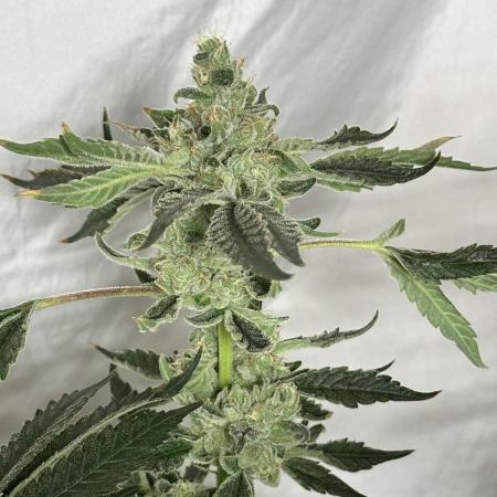 Zkittlez Cake x Chillz #8