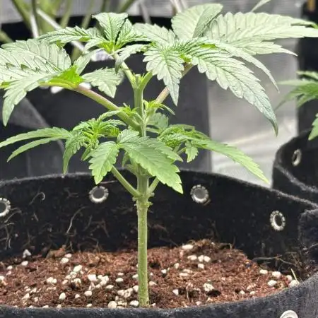 Star Punch 🥊 (Hybrid)
